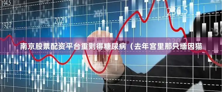 南京股票配资平台重则得糖尿病（去年宫里那只缅因猫